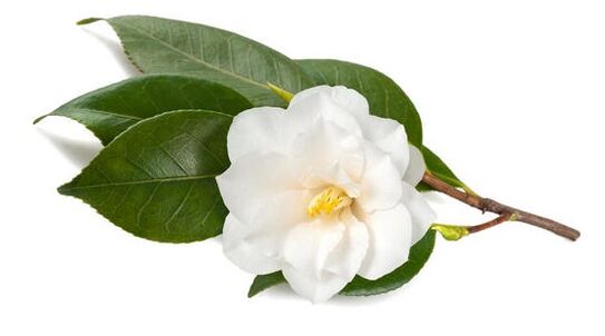 Inno Gialuron មាន camellia ចិន